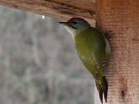 Фото Седой дятел