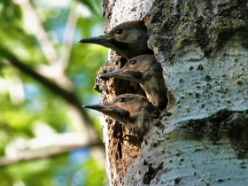 Фото Седой дятел