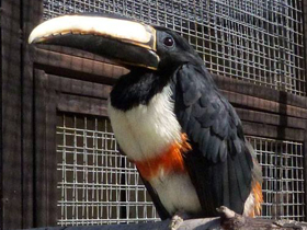 Фото Черногорлый арасари