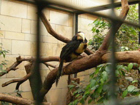 Фото Желтобрюхий арасари