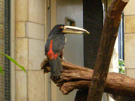 Фото Желтобрюхий арасари