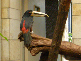 Фото Желтобрюхий арасари