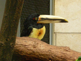 Фото Желтобрюхий арасари