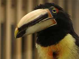 Фото Желтобрюхий арасари