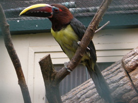 Фото Зеленый арасари