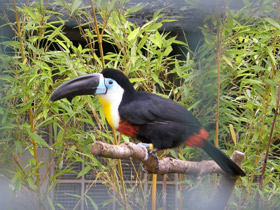 Фото Черноклювый тукан