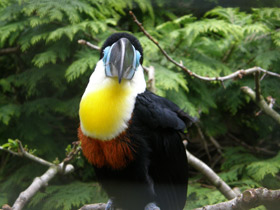 Фото Черноклювый тукан