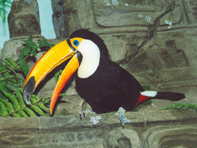 Тукан токо Тукан токо
