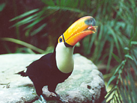 Фото Тукан токо