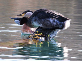Смотреть фото Серощёкая поганка Фото Серощёкая поганка