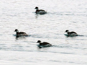 Смотреть фото Черношейная поганка Фото Черношейная поганка