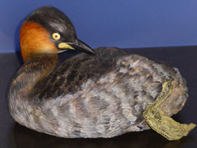 Смотреть фото Карликовая поганка Фото Карликовая поганка