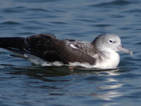 Смотреть фото Пёстролицый буревестник Фото Пёстролицый буревестник