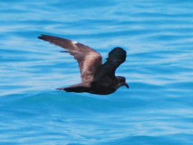 Смотреть фото Малая качурка Фото Малая качурка