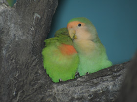 Фото Розовощекий неразлучник