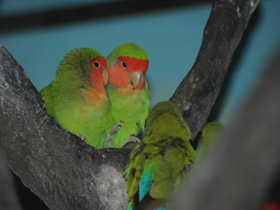 Фото Розовощекий неразлучник