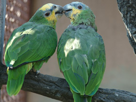 Фото Синелобый амазон