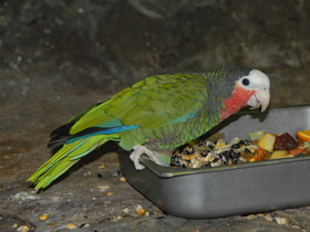 Смотреть фото Кубинский амазон Фото Кубинский амазон