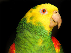 Смотреть фото Большой желтоголовый амазон Фото Большой желтоголовый амазон