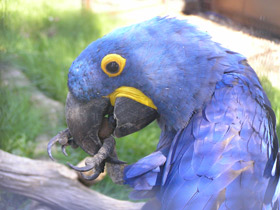 Гиацинтовый ара Гиацинтовый ара