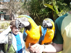 Фото Сине-желтый ара