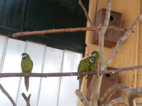 Смотреть фото Карликовый ара Фото Карликовый ара