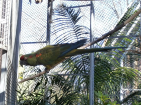 Фото Красноухий ара