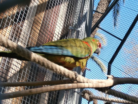 Фото Красноухий ара