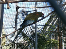 Фото Красноухий ара