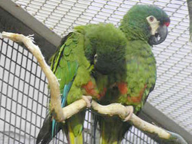 Фото Красноспинный ара