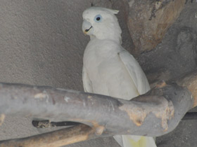 Фото Соломонский какаду