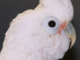 Фото Какаду Гоффина
