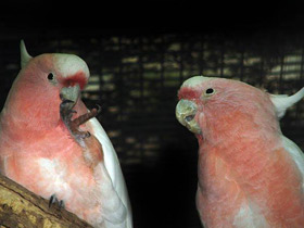 Фото Какаду-инка