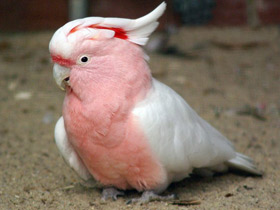 Фото Какаду-инка