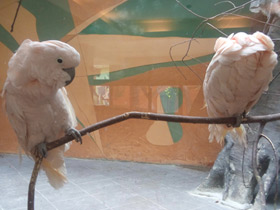 Смотреть фото Молуккский какаду Фото Молуккский какаду