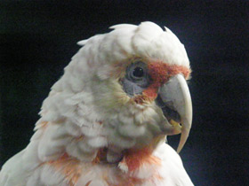 Фото Носатый какаду