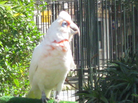 Фото Носатый какаду