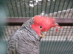 Фото Шлемоносный какаду