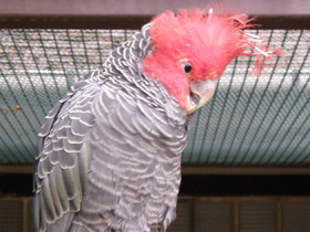 Фото Шлемоносный какаду