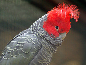 Фото Шлемоносный какаду