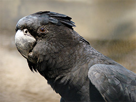 Смотреть фото Траурный какаду Бэнкса Фото Траурный какаду Бэнкса