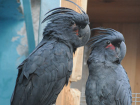 Смотреть фото Пальмовый какаду Фото Пальмовый какаду