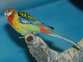 Фото Обыкновенная розелла