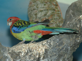 Фото Обыкновенная розелла