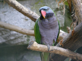 Фото Китайский кольчатый попугай