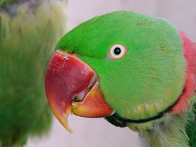 Александрийский кольчатый попугай Александрийский кольчатый попугай