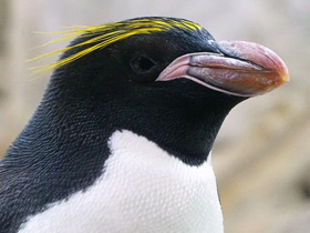 Золотоволосый пингвин Золотоволосый пингвин