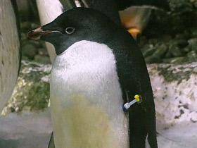 Пингвин Адели Пингвин Адели