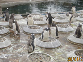 Смотреть фото Папуанский пингвин Фото Папуанский пингвин