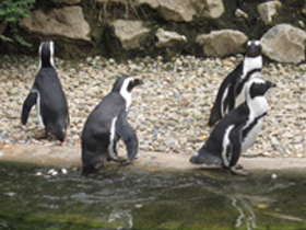 Очковый пингвин Очковый пингвин